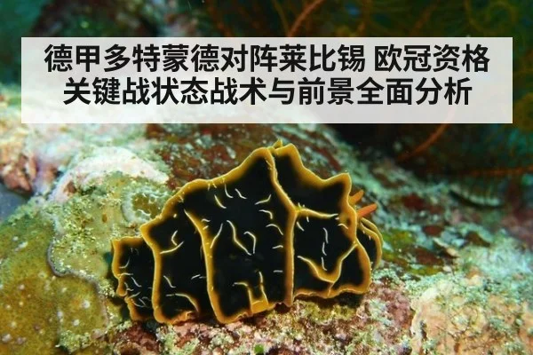 德甲多特蒙德对阵莱比锡 欧冠资格关键战状态战术与前景全面分析